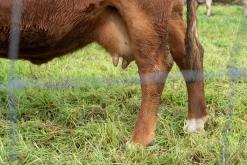 Calheta na São Jorge - Týden po Azorech (únor 2026)