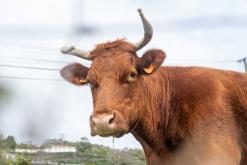 Calheta na São Jorge - Týden po Azorech (únor 2026)