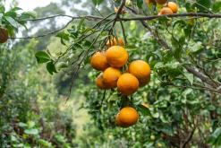 Calheta na São Jorge - Týden po Azorech (únor 2026)