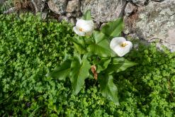 Calheta na São Jorge - Týden po Azorech (únor 2026)