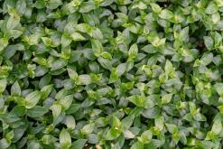 Calheta na São Jorge - Týden po Azorech (únor 2026)