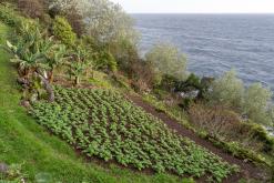 Calheta na São Jorge - Týden po Azorech (únor 2026)