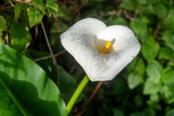 Calheta na São Jorge - Týden po Azorech (únor 2026)