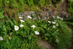 Calheta na São Jorge - Týden po Azorech (únor 2026)