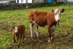Calheta na São Jorge - Týden po Azorech (únor 2026)
