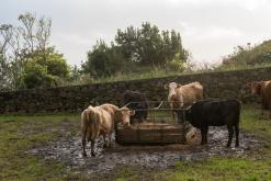 Calheta na São Jorge - Týden po Azorech (únor 2026)