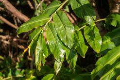 Calheta na São Jorge - Týden po Azorech (únor 2026)