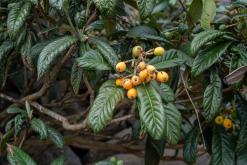 Vila do Topo - Týden po Azorech (únor 2026)