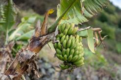 Vila do Topo - Týden po Azorech (únor 2026)