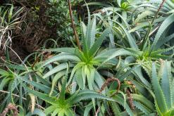 Vila do Topo - Týden po Azorech (únor 2026)