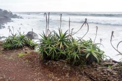 Vila do Topo - Týden po Azorech (únor 2026)