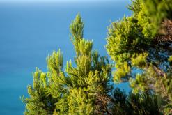 Vila do Topo - Týden po Azorech (únor 2026)