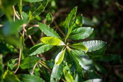 Vila do Topo - Týden po Azorech (únor 2026)