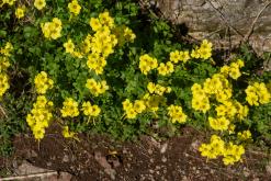 Vila do Topo - Týden po Azorech (únor 2026)