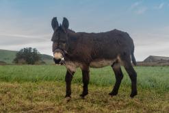 Vila do Topo - Týden po Azorech (únor 2026)