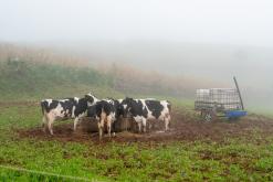 Vila do Topo - Týden po Azorech (únor 2026)