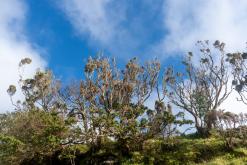 Vila do Topo - Týden po Azorech (únor 2026)