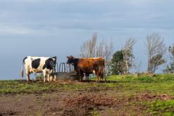 Norte Pequeno - Týden po Azorech (únor 2026)