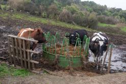 Norte Pequeno - Týden po Azorech (únor 2026)