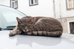 Velas - Týden po Azorech (únor 2026)