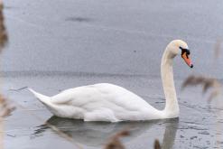 Jezero Milada - 13.2.2025