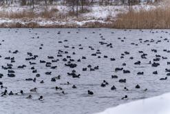 Jezero Milada - 13.2.2025