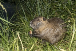 RAVE on the Beach 2: Lucca & Golpe