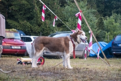 BSC + guests summer rave