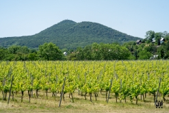 Putování po vinicích Malých Žernosek 2022