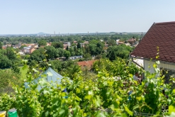 Putování po vinicích Malých Žernosek 2022