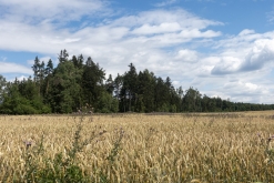 Druides Pirates free party - Rakovník