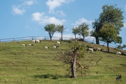 Zahradní slavnost s kytarou u ohně