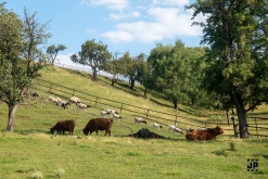 Zahradní slavnost s kytarou u ohně