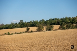 Zahradní slavnost s kytarou u ohně