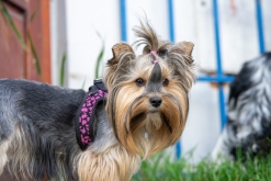 Tomáš Braun: Severní Indie / Jiří Petrák: Kurz (pře)žití v přírodě