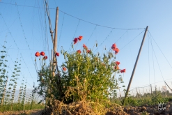 Zoo na vsi! - Comor Teror, Kouzelnej Kolotoč, MHD