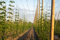 Zoo na vsi! - Comor Teror, Kouzelnej Kolotoč, MHD