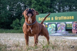 Zoo na vsi! - Comor Teror, Kouzelnej Kolotoč, MHD