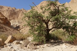 Wadi Arugot, Ein Gedi, Mrtvé moře, rozcestí Maale Mishamr - Ein Mishmar