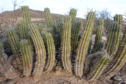 Agádír - listopad 2017