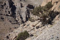 z Skoura pod M´Goun - listopad 2017