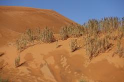 Merzouga - prosinec 2017