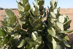 Merzouga - prosinec 2017