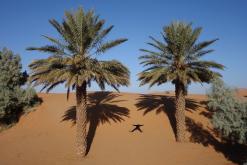 Merzouga - prosinec 2017