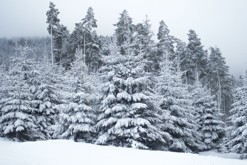 Zasněžené Karpaty / Volovets, Karpaty