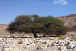 Eilat PR, Negevská poušť