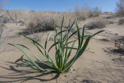 Altyn-Emel - duben 2018