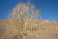 Altyn-Emel - duben 2018