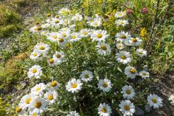 Vyšší Brod - červenec 2018