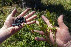 Krkonoše - srpen 2018